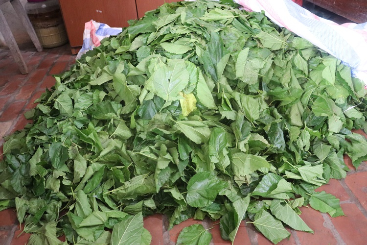 Cổ Chất12